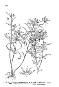 條葉香草 條葉香草