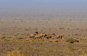 安南壩野駱駝自然保護區