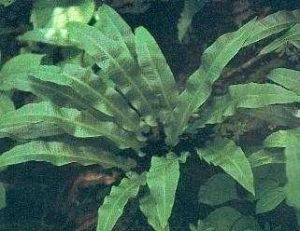 西屯蕨屬 西屯蕨屬