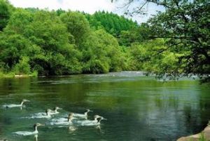 碧水中華秋沙鴨自然保護區 碧水中華秋沙鴨自然保護區