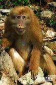 短尾猴 短尾猴