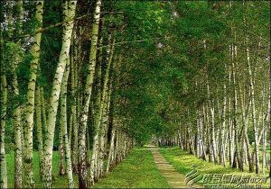 亞斯納亞·波利亞納莊園