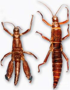 豪勳爵島竹節蟲