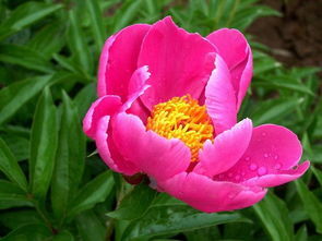 薯根延胡索 薯根延胡索