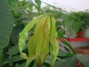 發財樹葉枯病 發財樹葉枯病