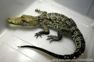 瓜地馬拉鱷 瓜地馬拉鱷