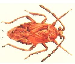 （圖）可可褐盲蝽