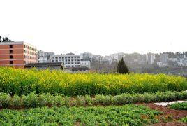 大通鎮[南充市嘉陵區大通鎮]