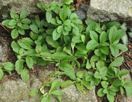 彈刀子菜 彈刀子菜