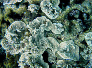 異波紋珊瑚