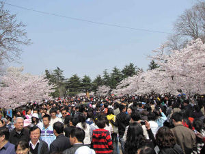 青島櫻花節 青島櫻花節
