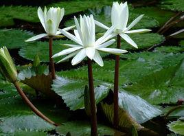 柔毛睡蓮 柔毛睡蓮
