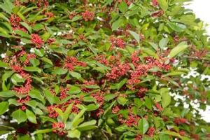 蕉嶺冬青 蕉嶺冬青