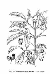 苦樹（原變種）