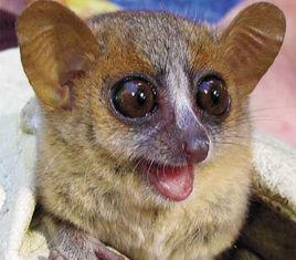 毛耳鼠狐猴 毛耳鼠狐猴