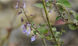 香茶菜族 香茶菜族