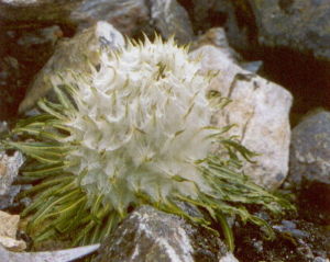 綿頭雪兔子 綿頭雪兔子