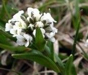 東北小花碎米薺