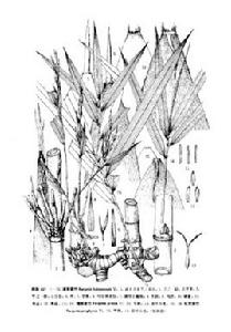 海南箭竹 海南箭竹