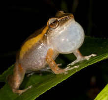 豹紋雨蛙 豹紋雨蛙