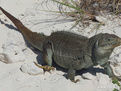 巴哈馬圓尾鬣蜥