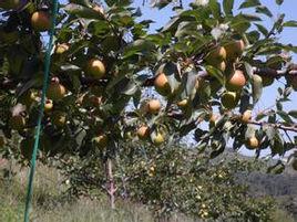 區域特產 區域特產