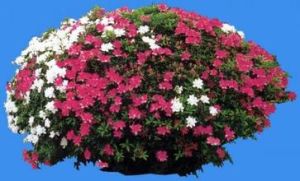 腺背長粗毛杜鵑 腺背長粗毛杜鵑