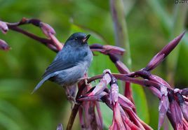 石青刺花鳥 石青刺花鳥