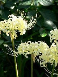 曼陀羅華 曼陀羅華