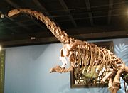 （圖）新窪金山龍的骨骼 - 北京自然博物館