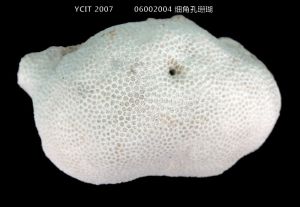 細角孔珊瑚