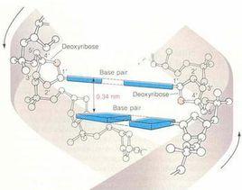 核苷酸鹼基對 核苷酸鹼基對