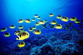 月斑蝴蝶魚 月斑蝴蝶魚