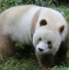 七仔[棕色大熊貓]