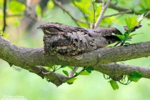 普通夜鷹 普通夜鷹