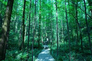 歌樂山森林公園