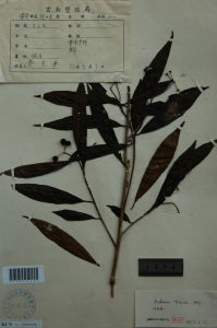 細柄羅傘 細柄羅傘