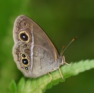裴斯眉眼蝶 裴斯眉眼蝶