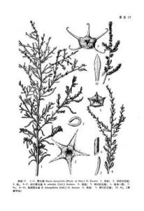 肉葉霧冰藜 肉葉霧冰藜