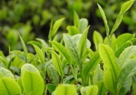 貴州湄潭毛峰 貴州湄潭毛峰