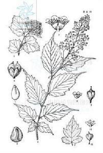 小野珠蘭 小野珠蘭