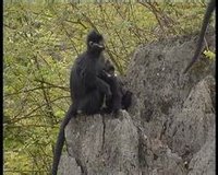 黑葉猴