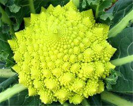 羅馬花椰菜 羅馬花椰菜