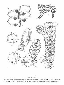 日本毛耳苔 日本毛耳苔