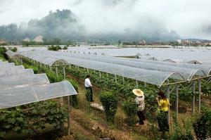 （圖）溶江鎮推廣葡萄避雨栽培種養模式