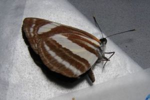 珂環蛺蝶 珂環蛺蝶