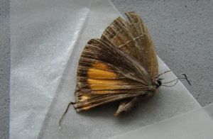 武大烏灰蝶 武大烏灰蝶