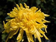 黃菊花