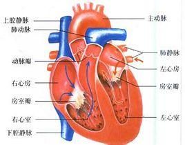 肺動脈瓣