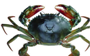 茅山螃蟹 茅山螃蟹